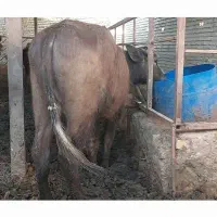 گوساله شفج باحشوا