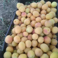 فروش زردآلو طبیعی
