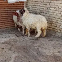 فروش بره نر