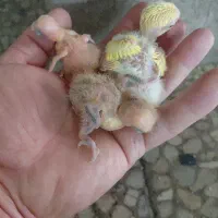سرلاک کوتوله طوطی برزیلی  سرلاکی