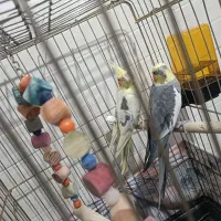 جفت عروس هلندی