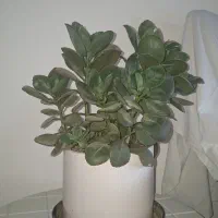 گل قاشقی وگندمی