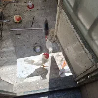فروش مرغ خروس