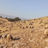 چهل عددبز جوان با بزغاله