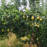 فروش یک تن گلابی
