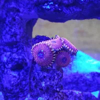 پلیپ، ماشروم، شقایق، ریف و مرجان آب شور