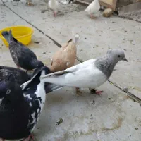 سینه دم سفید