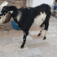 فروش دوبر