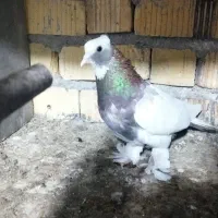 دوتا ماده طوقی  یه نر معاوضه طوطی سانان