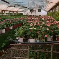 نیروی انسانی اقا کار در گلخانه