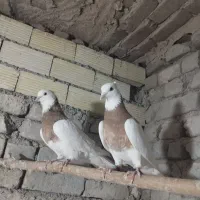 طوقی کبوتر