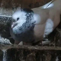کفتر