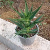 گل و گیاه