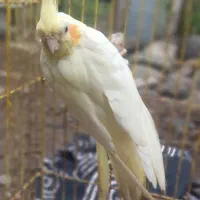 طوطی عروس ماده تخم گذار