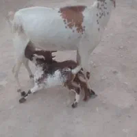 بز صلاله با کهره نر ماده