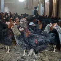 نیمچه مرغ‌و‌خروس نژاد تخم گذار بلک