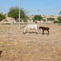 مادیان با کره اسب