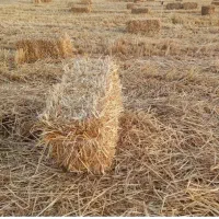 خریدار کلش گندم و جو