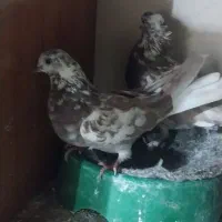 یک جفت کبوتر تهرانی