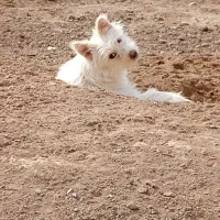 دو سگ نرو ماده