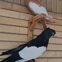 کبوتر