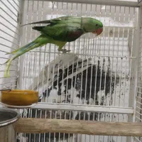 جفت شاه طولی درجه یک