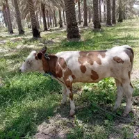 گوساله، سمینتال،هلیشتاین