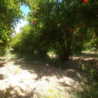 باغ وزمین