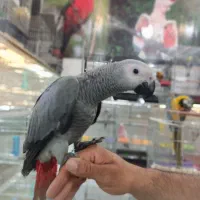 سرلاکی دونخور نرم خور کاسکو