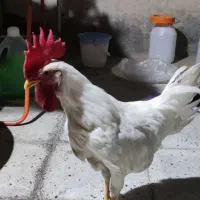 خروس  جوان