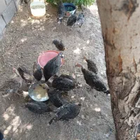 بوقلمون