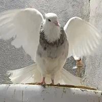 طوقی مست