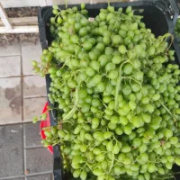 غوره عسگری وآبی درجه یک