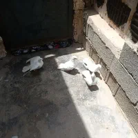 کبوتر بوشهری