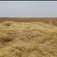 فروش کاه گندم