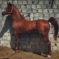 اسب|اسب و تجهیزات اسبسواری|اصفهان, ملک|دیوار
