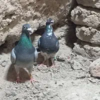 کبوتر مسافتی