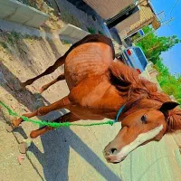 اسب|اسب و تجهیزات اسبسواری|ریگان, |دیوار