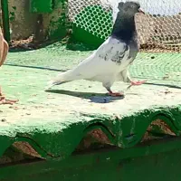 کفتر جفت گاه رنگی