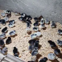 جوجه و تخم نطفه دار گلین اصل