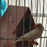 جفت فنچ روی تخم، جفت مرغ عشق دم تخم و تعدادی قفس