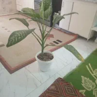 گل وگیاه