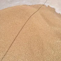 گندم برای مرغ