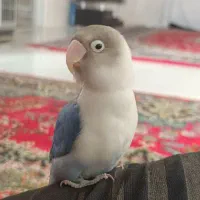 طوطی برزیلی