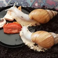 فروش حلزون آچاتینا آلبینو
