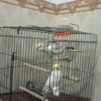عروس هلندی