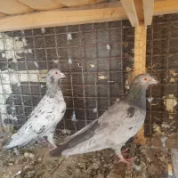 یک جفت ماده سرور لک دار به شرط