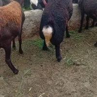 قوچ افشار اصل یا معاوضه
