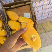 فروش عمده انبه