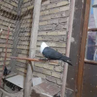 کبوتر پرشی|پرنده|نیشابور, مازول|دیوار